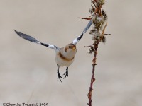 819A0044Snow_Bunting_Sandy_Hook_NJ