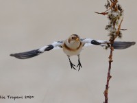 819A0045Snow_Bunting_Sandy_Hook_NJ