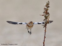 819A0046Snow_Bunting_Sandy_Hook_NJ