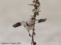 819A0053Snow_Bunting_Sandy_Hook_NJ