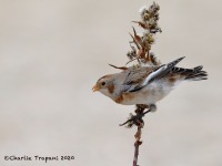 819A0083Snow_Bunting_Sandy_Hook_NJ