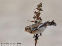 819A0095Snow_Bunting_Sandy_Hook_NJ