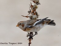 819A0096Snow_Bunting_Sandy_Hook_NJ