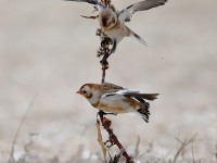 819A0100Snow_Bunting_Sandy_Hook_NJ