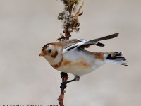 819A0109Snow_Bunting_Sandy_Hook_NJ