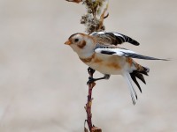 819A0114Snow_Bunting_Sandy_Hook_NJ