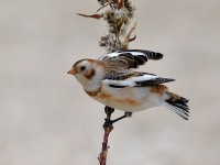 819A0115Snow_Bunting_Sandy_Hook_NJ