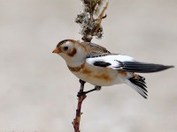 819A0117Snow_Bunting_Sandy_Hook_NJ