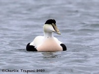 819A0136Common_Eider