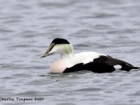 819A0152Common_Eider