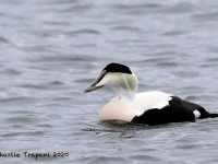 819A0161Common_Eider