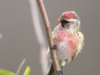 819A9380Common_Redpoll