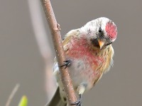819A9383Common_Redpoll