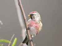 819A9386Common_Redpoll