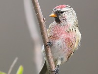 819A9389Common_Redpoll