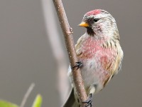 819A9391Common_Redpoll
