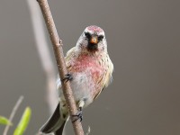 819A9398Common_Redpoll