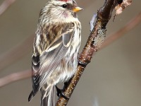 819A9415Common_Redpoll