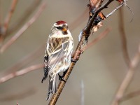 819A9420Common_Redpoll