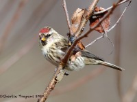 819A9434Common_Redpoll