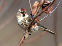 819A9438Common_Redpoll