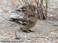 819A9494Snow_Bunting_Sandy_Hook_NJ