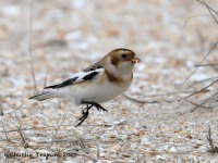 819A9500Snow_Bunting_Sandy_Hook_NJ