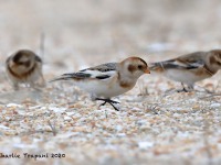 819A9527Snow_Bunting_Sandy_Hook_NJ