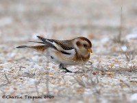 819A9545Snow_Bunting_Sandy_Hook_NJ