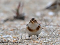 819A9599Snow_Bunting_Sandy_Hook_NJ