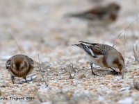 819A9612Snow_Buntings_Sandy_Hook_NJ