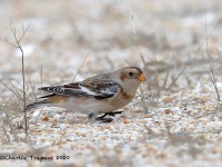 819A9622Snow_Bunting_Sandy_Hook_NJ