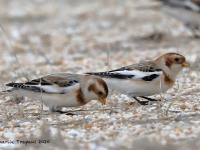 819A9663Snow_Buntings_Sandy_Hook_NJ