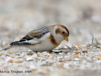 819A9700Snow_Bunting_Sandy_Hook_NJ