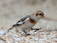 819A9711Snow_Bunting_Sandy_Hook_NJ