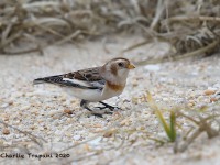 819A9775Snow_Bunting_Sandy_Hook_NJ