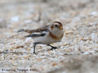 819A9822Snow_Bunting_Sandy_Hook_NJ