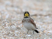 819A9827Horned_Lark