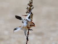 819A9979Snow_Bunting_Sandy_Hook_NJ