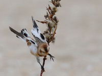 819A9980Snow_Bunting_Sandy_Hook_NJ