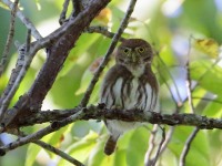 0J6A6355Ferrugnious_Pygmy_Owl