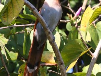 0J6A6386Squirrel_Cuckoo