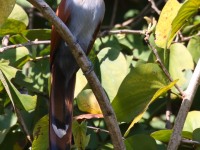 0J6A6397Squirrel_Cuckoo