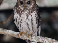 0J6A6497Mottled_Owl