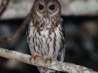 0J6A6500Mottled_Owl