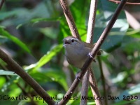 0J6A6504White-bellied_Wren