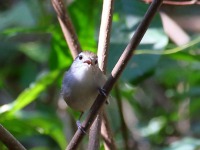 0J6A6506White-bellied_Wren