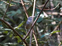 0J6A6508White-bellied_Wren