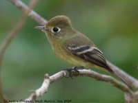 0J6A6523Pacific-Slope_Flycatcher