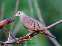 0J6A6584Ruddy_Ground_Dove